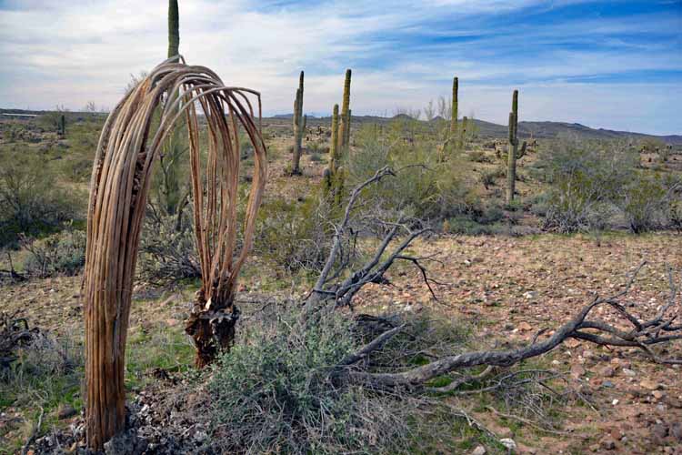 saguaro skeleton